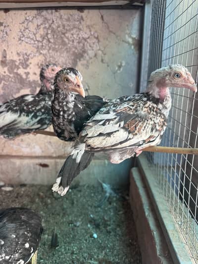 Aseel chicks & Lohman brown 03105116719