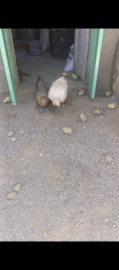 aseerl heera hai description dekho