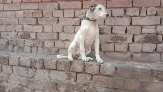 gultair female dog for sale