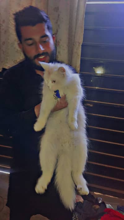 Beautiful Bareeder Female Persian Panch Cat for Sale Full haldi active