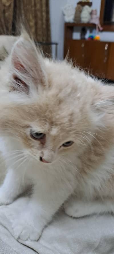 Persian cat for sale
