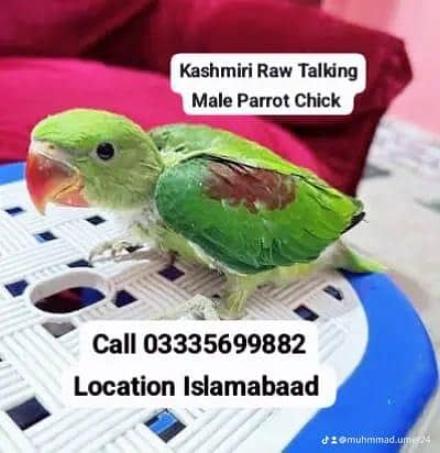 Kashmiri Raw Talking Male Parrot Chick Home Breed Jumbo Size