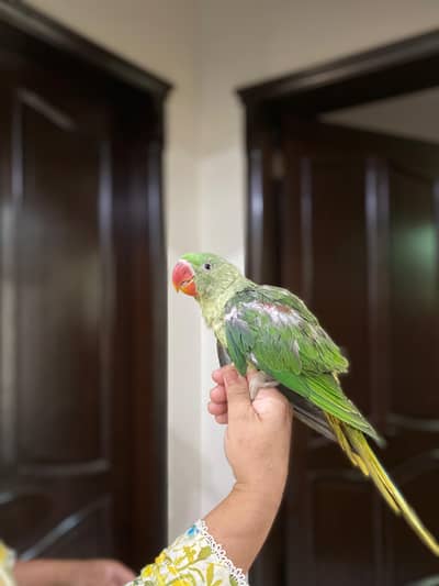Alexander Raw Parrots for sale