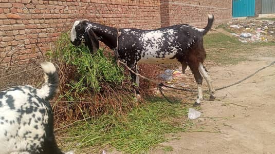 Black Makhi Chinni Dessi