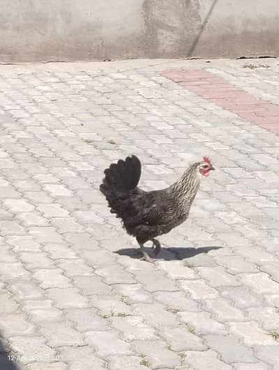 pure desi hens golden + misri