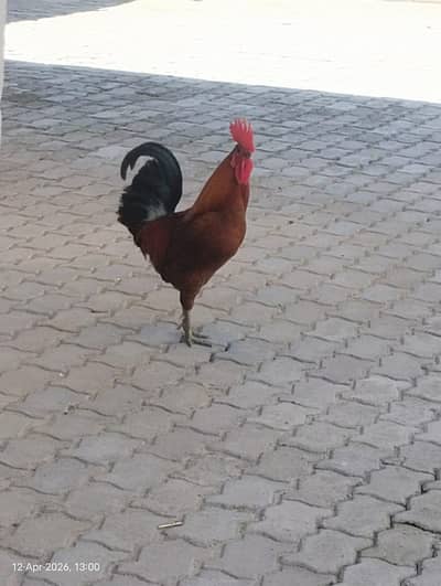 pure desi hen golden