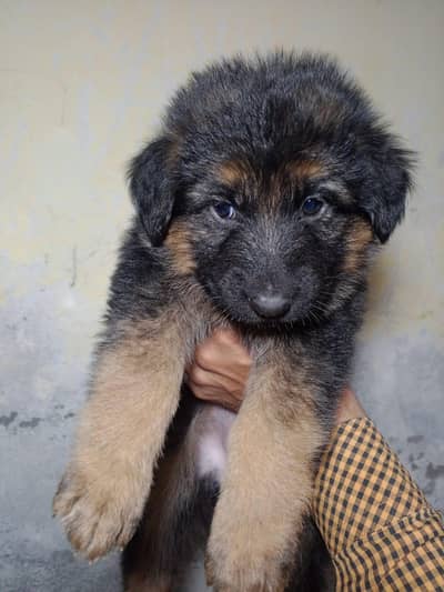 *German shepherd puppies available for sale*