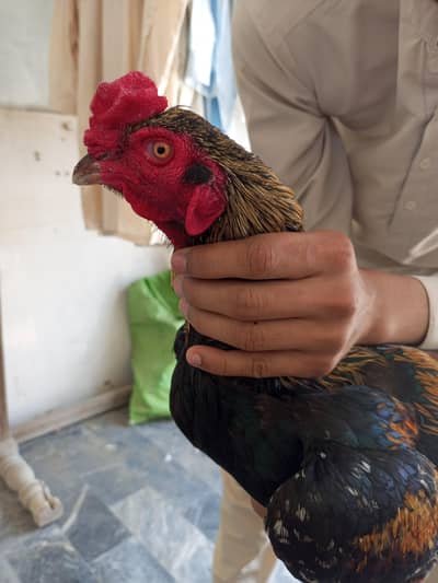 Pure Aseel Jawa – Healthy & Aggressive Breed | Rs 6,500