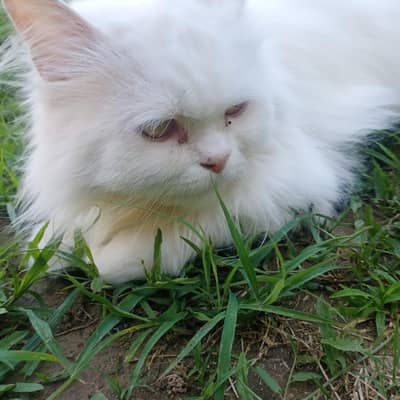 Persian female cat