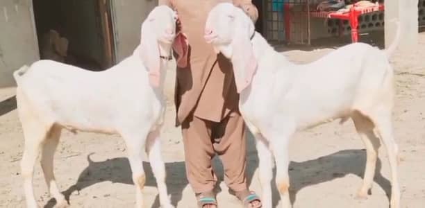 Qurbani ke Liye Bakre For Sale call me _03102729869