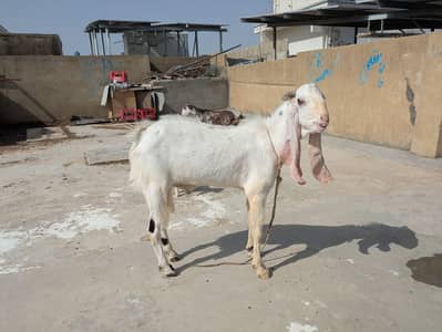 andu bakra for sale