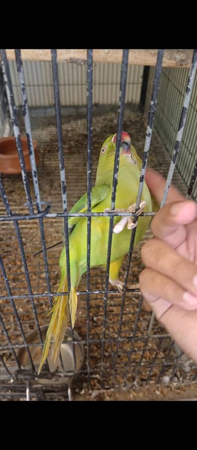 hand Taim and Little Talking parrot