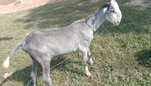 Bakra Available For Sale