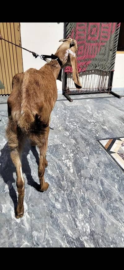 2 Danth Bakra hay 4ki kanni Nikal Raha hay