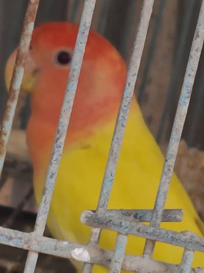 opplain pair 2 pairs he