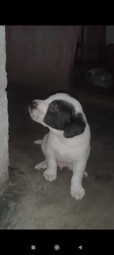 English pointer dog puppy
