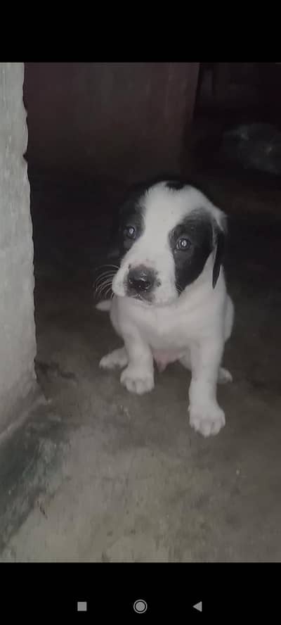 English pointer dog puppy