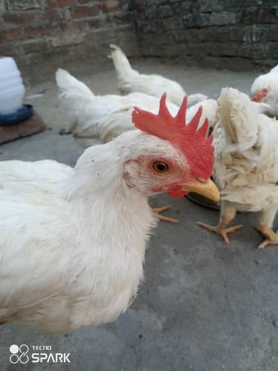 White DESI MURG FOR SALE