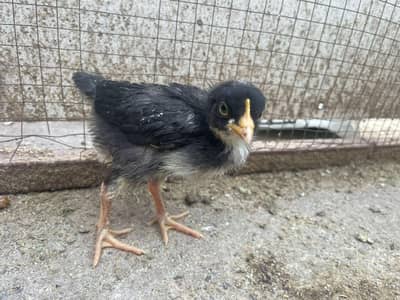 astralop chicks for sale