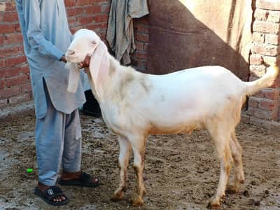 Bakra Pair For Sale