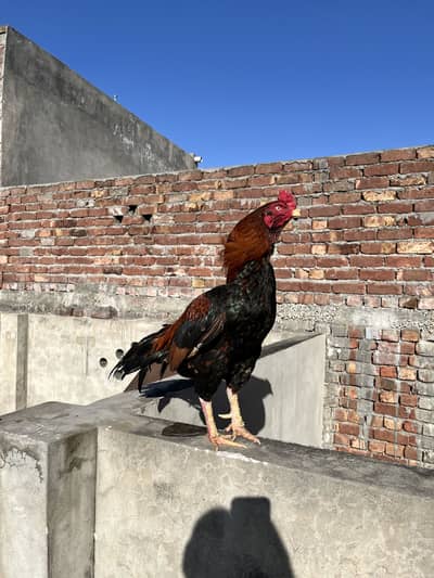 Aseel mianwali amroha