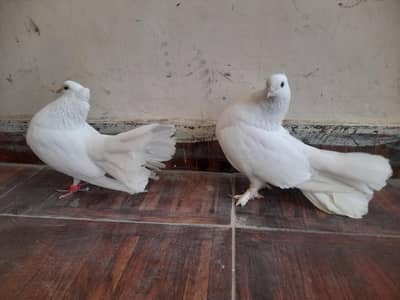 White Laka Kabootar Breeding Pair For Sale (3 Years Old – Active Pair