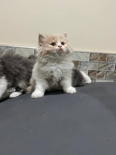 4 kittens available for sale 2 male and 2 female