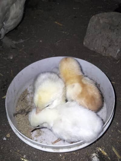 white aseel with 6 chks