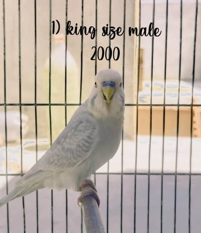 king & hogoromo budgies