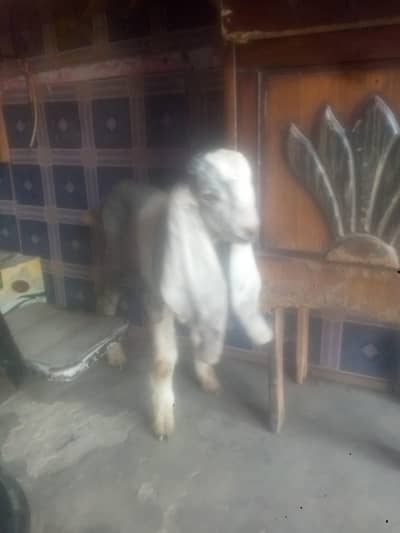bakre ka bata for sale