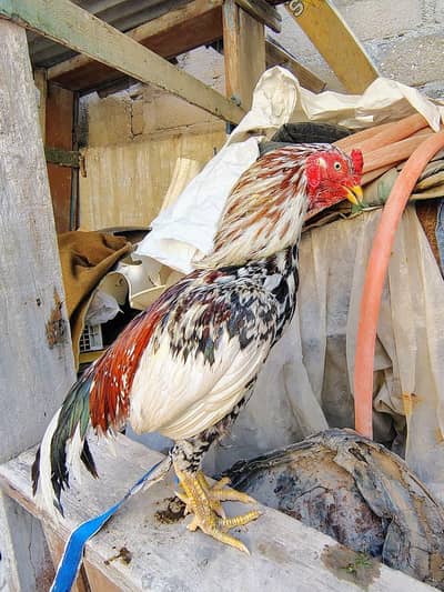 Mashallah 2 male  for sell