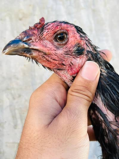 pakoye trad japani turkish panus pakoye thai trad