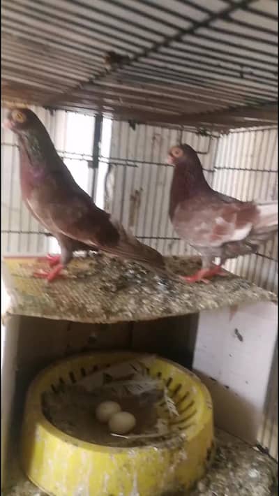 pigeons for sale Fsd samundari road _0345_178_7777_