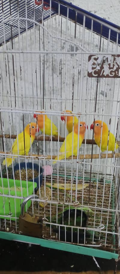 1 pair lovebirds lutino with their 3 babies. With a Cage