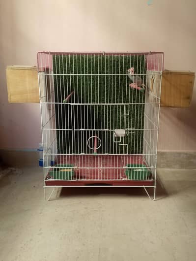 Java breeder pair with  cage box for sale 03121051330 my whtsp