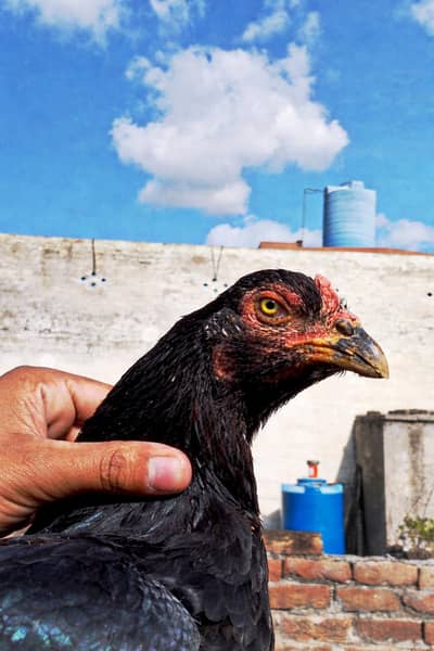 high quality aseel lasani madi