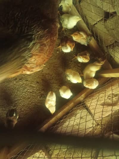 Aseel mianwali chick's . white bentum pair