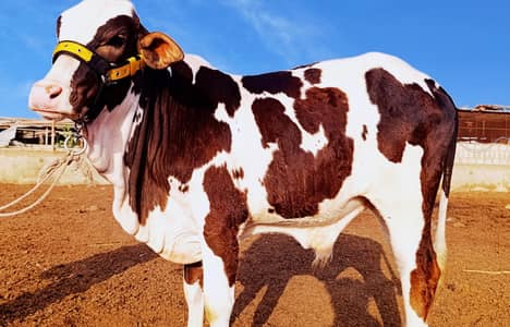 Ablack Nukra Bachra (Qurbani 2027)