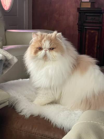 pure cfa female 18 days pregnant