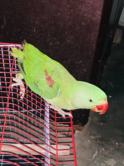 Kashmiri raw self male chick