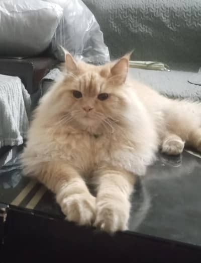 Neutered Persian Male Cat With All Accessories