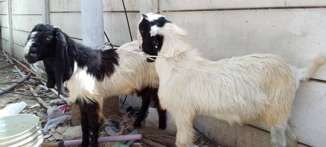 2 Daaant Khassi Bakray For Sale In Low Rates