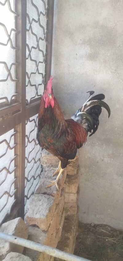 Beautifull Strong Rooster Desi Murga