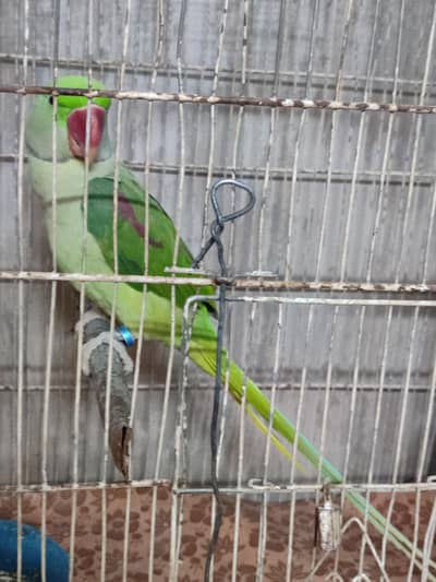 male Alexander raw  talking parrot