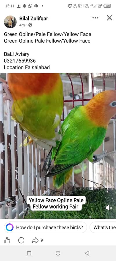 Green Palefellow, Parblue Opline/Palefellow