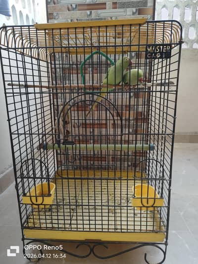 talking 2 female ringneck parrrots with mastercage