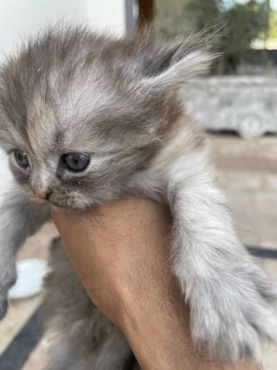 Persian punch cat