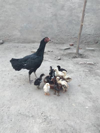 aseel mushki madi with 13 chicks only whatsapp. .