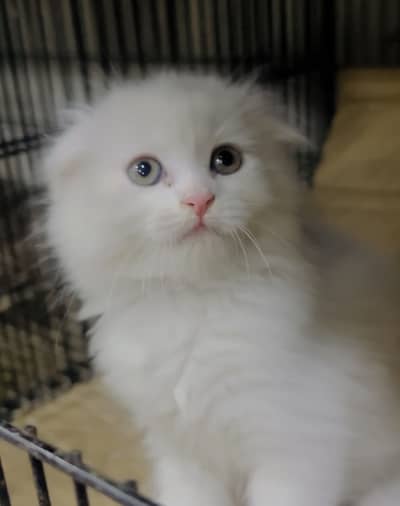 Scotish fold female kitten