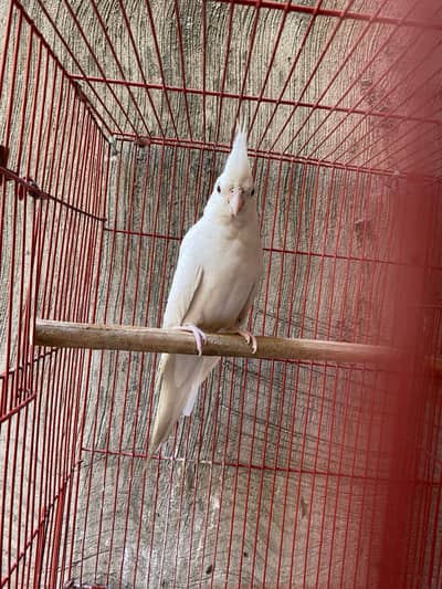 Eno cocktail red eye breeder male